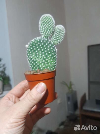 Кактус Опунция мелковолосистая