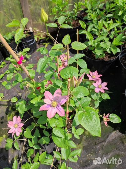 Клематис Литл мермейд