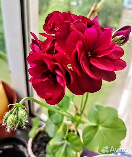 Сортовая герань