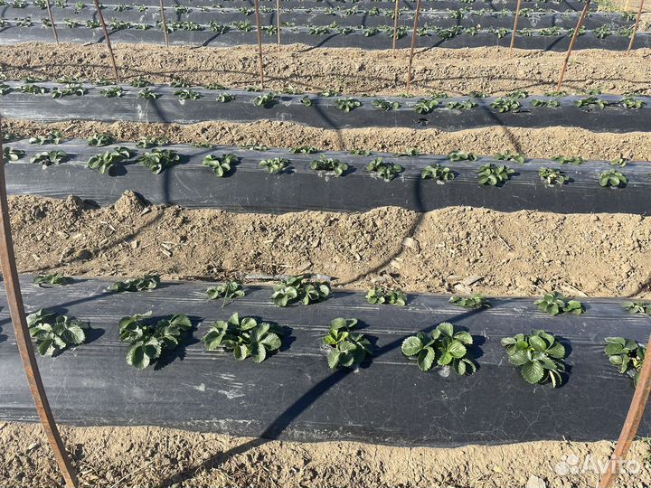 Готовый клубничный бизнес