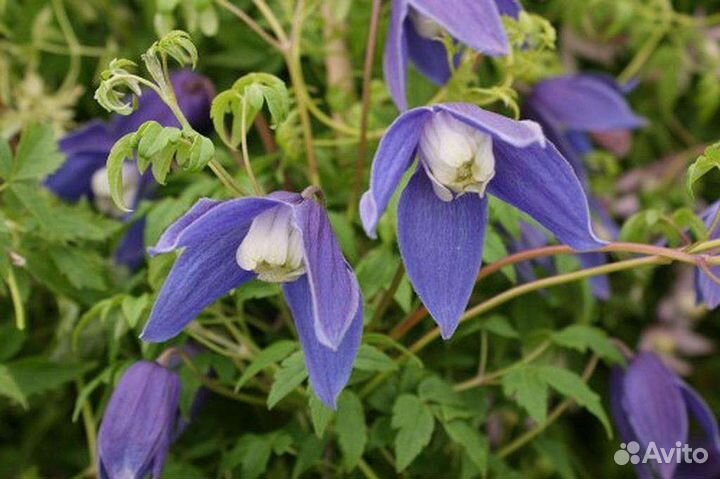 Клематис альпийский / Clematis alpina