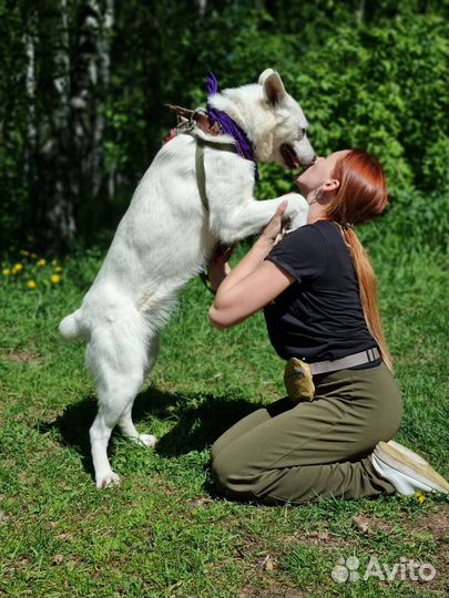 Супра ищет дом