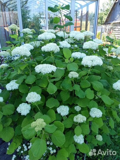 Анабель гортензия куст,пионы