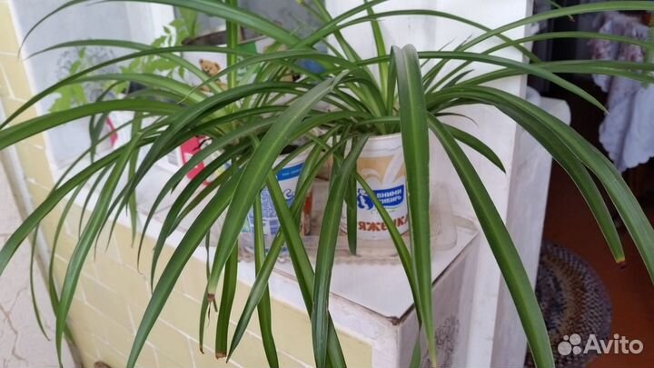 Гибискус фиалки. нефролепис и др