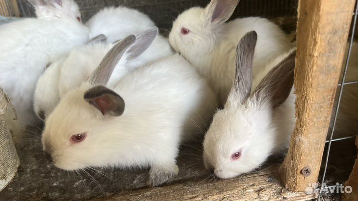 Калифорнийские кролики