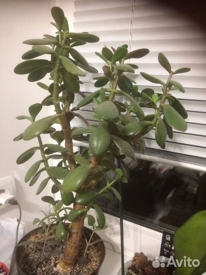 Толстянка денежное дерево