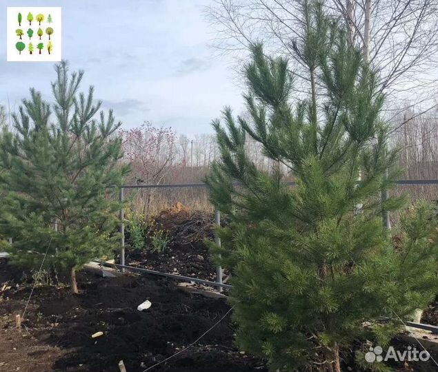 Крупномер сосны