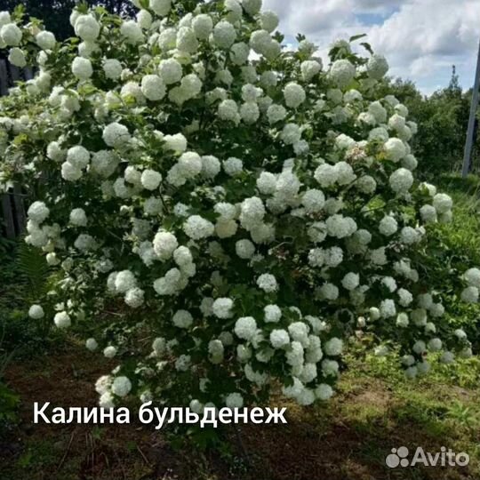 Многолетние садовые растения