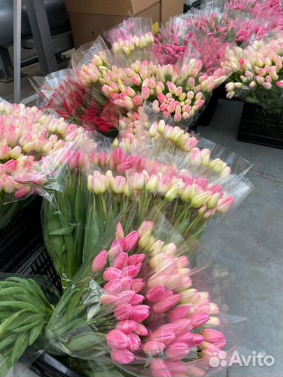 Тюльпаны опт и розница