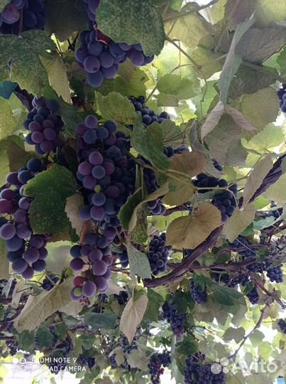 Виноград Изабелла самосбор