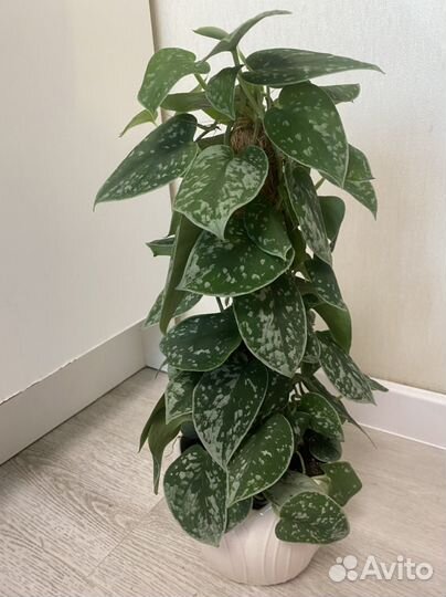 Сциндапсус