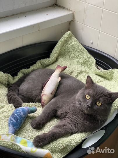 Вязка с шотландским котом