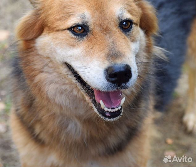 Нежная Герда ищет дом