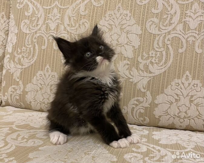 Котята мэйн кун