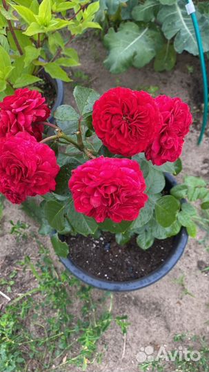 Розы флорибунда, спрей, чайно-гибридные