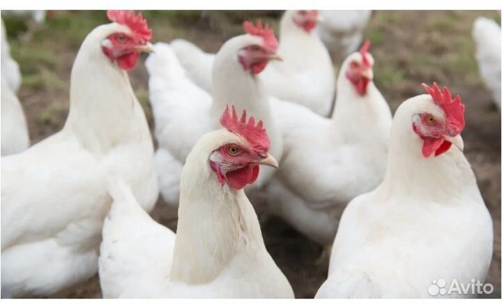 Отличная молодка