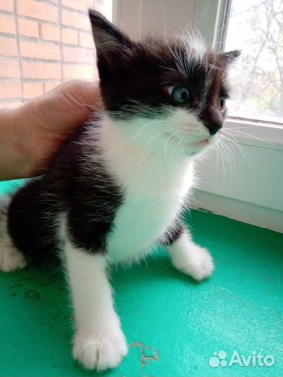 Молодой котик д. р. 21.03.2020