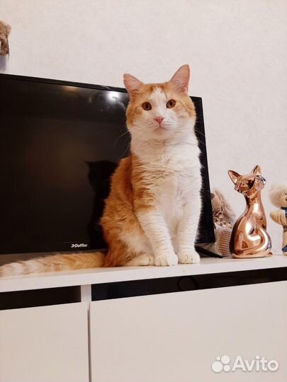 Эмиль в добрые руки