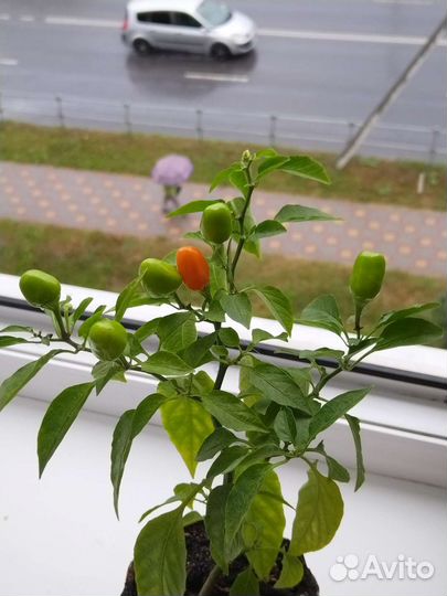 Мини-Перчик острый