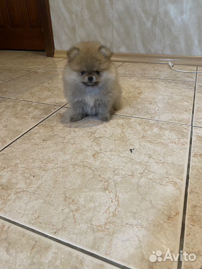 Мини девочка померанского шпица