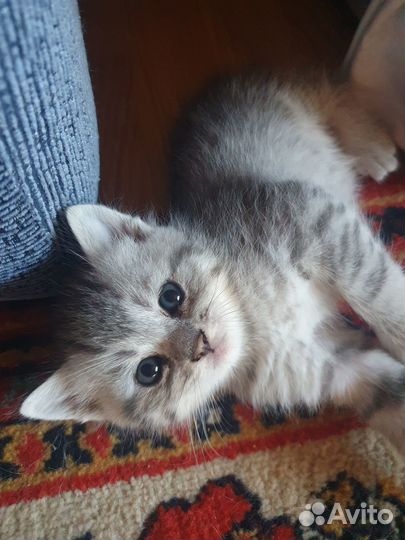 Котик от шотландской кошки, приучен к лотку