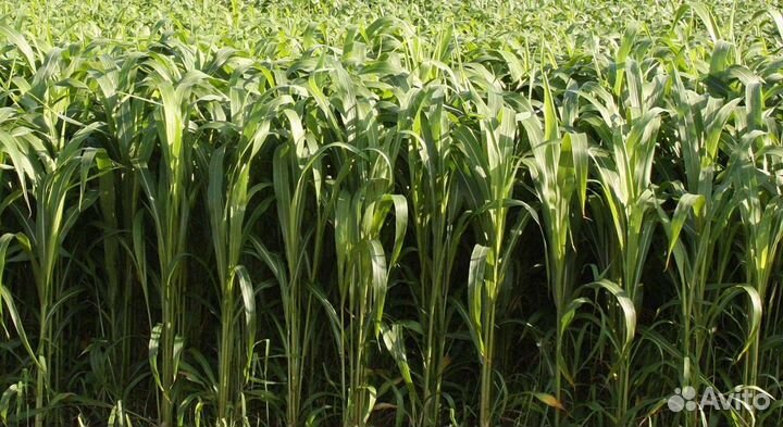 Сорго-суданский гибрид Сосед F1