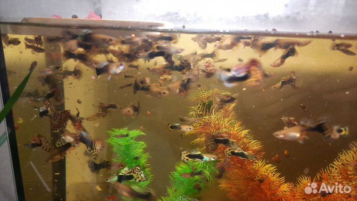 Аквариумные рыбки гуппи