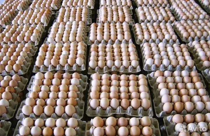 Инкубационное яйцо