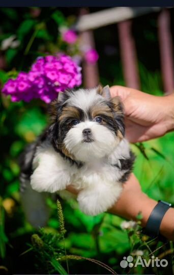 Мини девочка Бивер