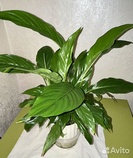 Спатифиллум