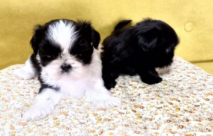 Мини ши-тцу