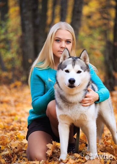 Вязка кобель