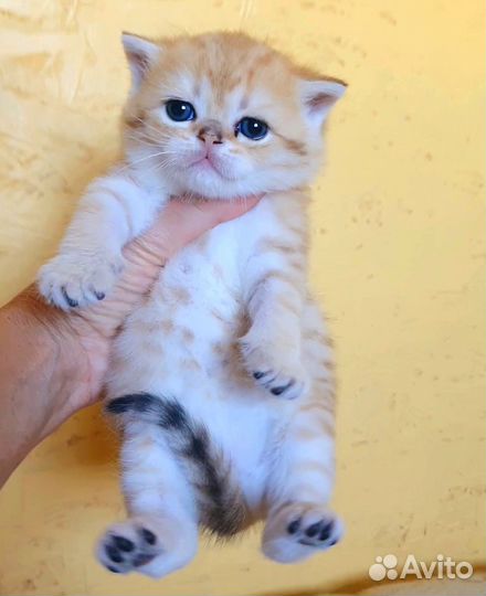 Шотландские шиншиллы