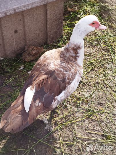 Индоутки годовалые и 4 месячные,северные кряквы