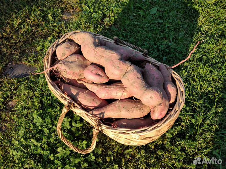 Рассада батат