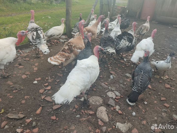 Индюки на племя