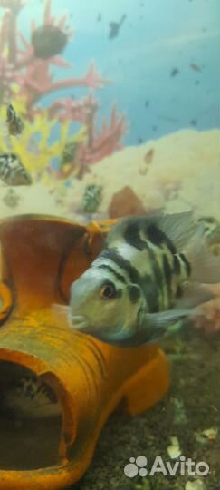 Рыбка сапфировый попугай