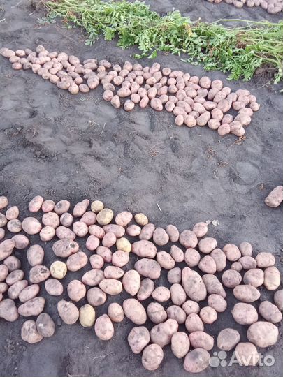 Продам картофель