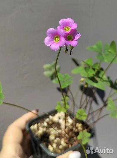 Оксалис latifolia