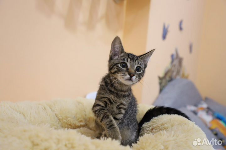 Котенок девочка