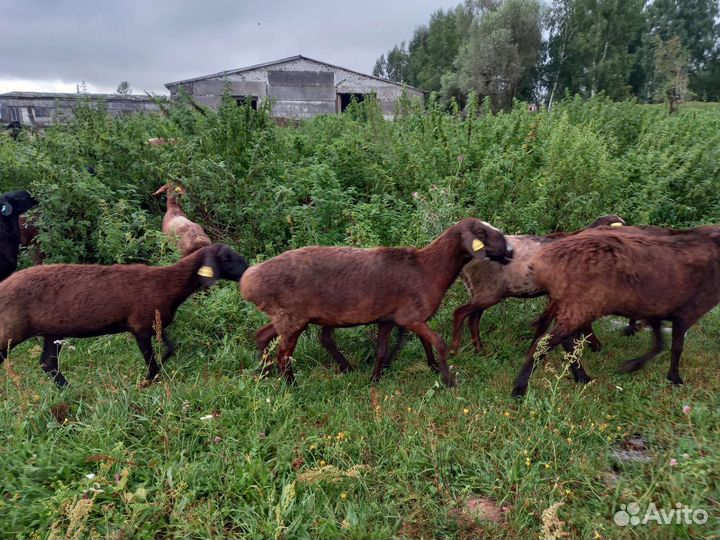 Овцы эдильбай, бараны