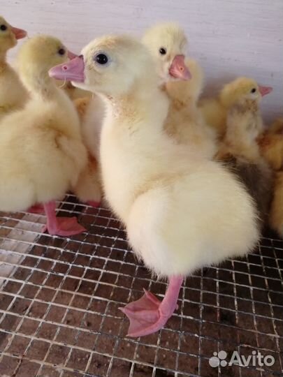 Гусята породы Краснозерская