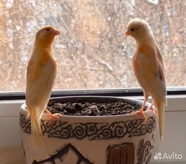 Кенара молодые птенцы (3,4,5 месяца)