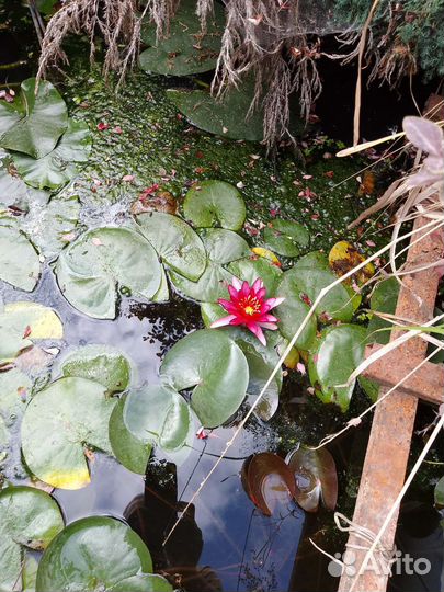 Водяные лилии для пруда