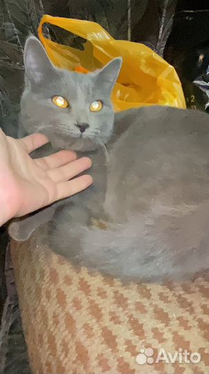 Британская кошка