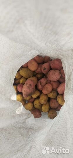 Картофель