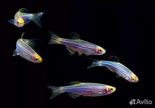 Данио тернеции барбусы неоны Аквариумные рыбки