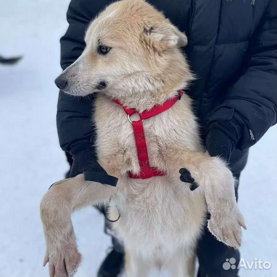 Собака в свой дом