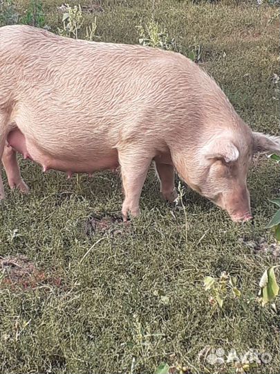 Поросята, хряк производитель, свиноматки