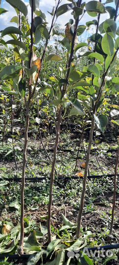 Саженцы плодовых деревьев